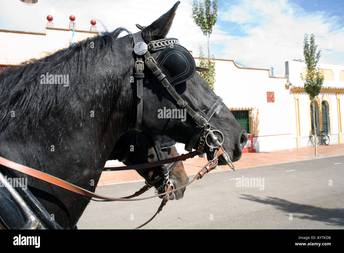 Due belle cavalli neri a Fuengirola Feria - Spagna - Europa Foto Stock