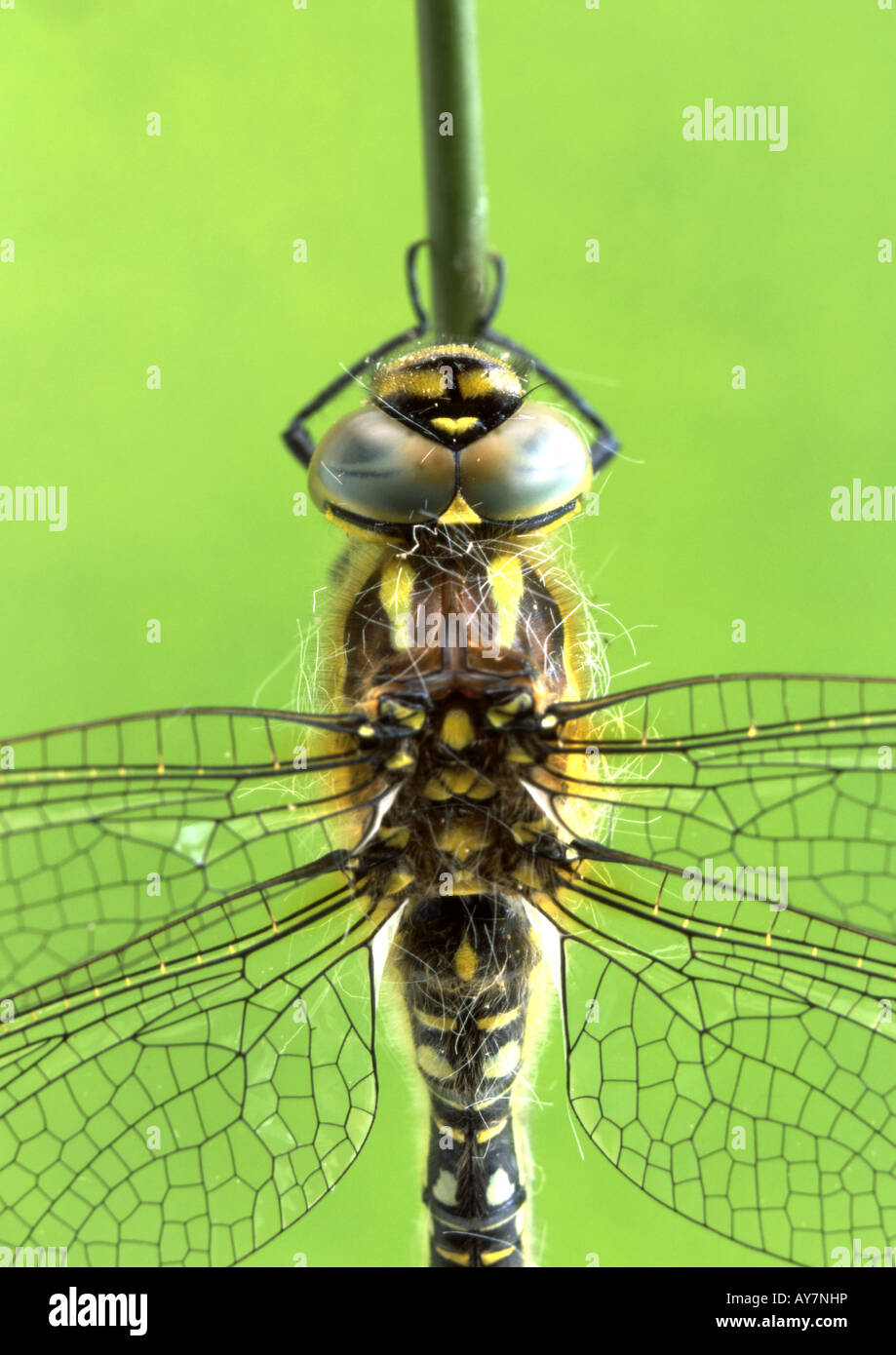 Close up del Sud Aeshna Dragonfly (Aeshna cyanea) (Medium Format) Foto Stock