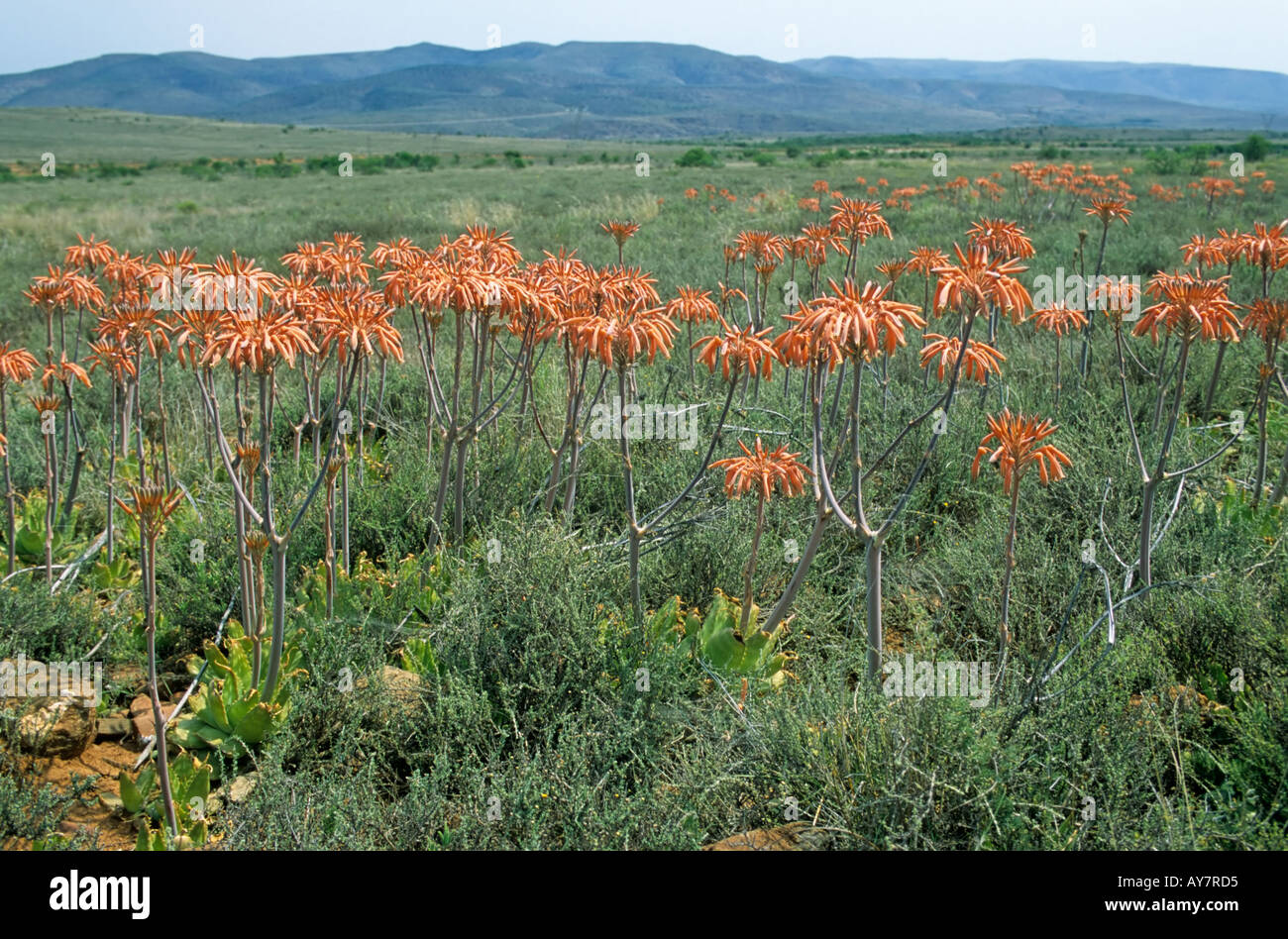 Fiori Selvatici, bianco macchiato Aloe, Capo orientale, Sud Africa Foto Stock