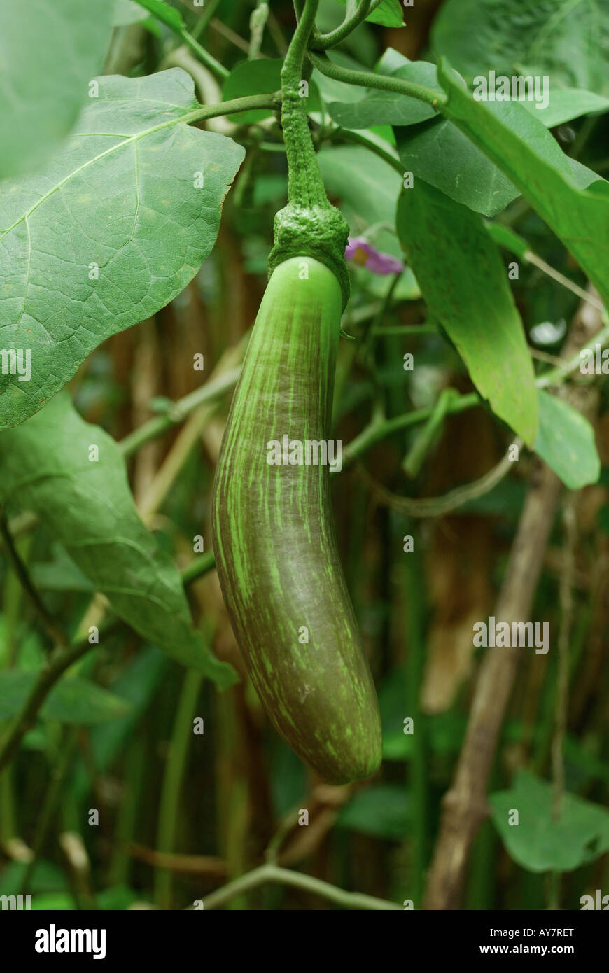 Brinjal vegetali appesi da albero che cresce nei campi Foto Stock