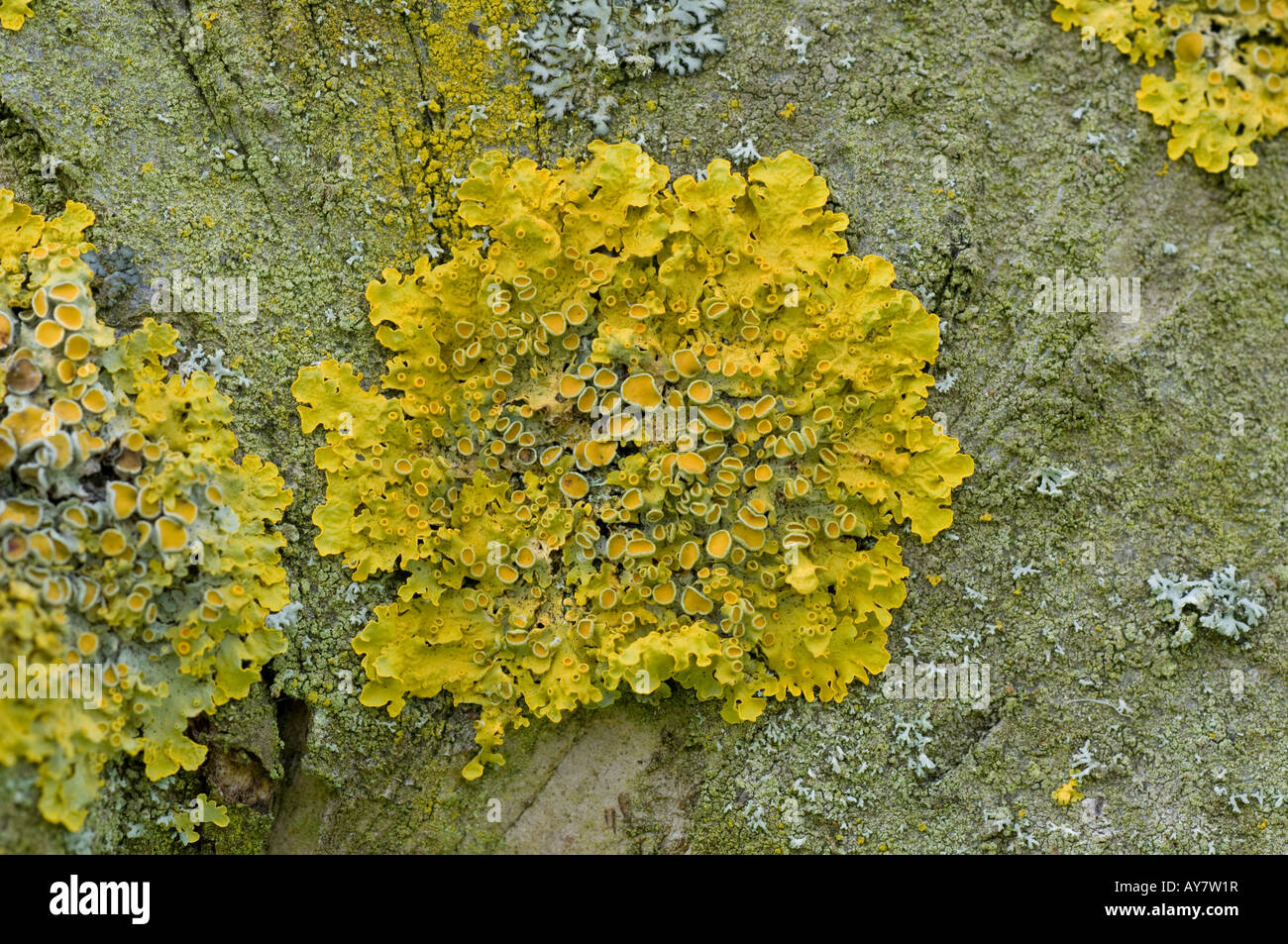Il giallo un lichene Xanthoria parietina su apple tronco di albero Foto Stock