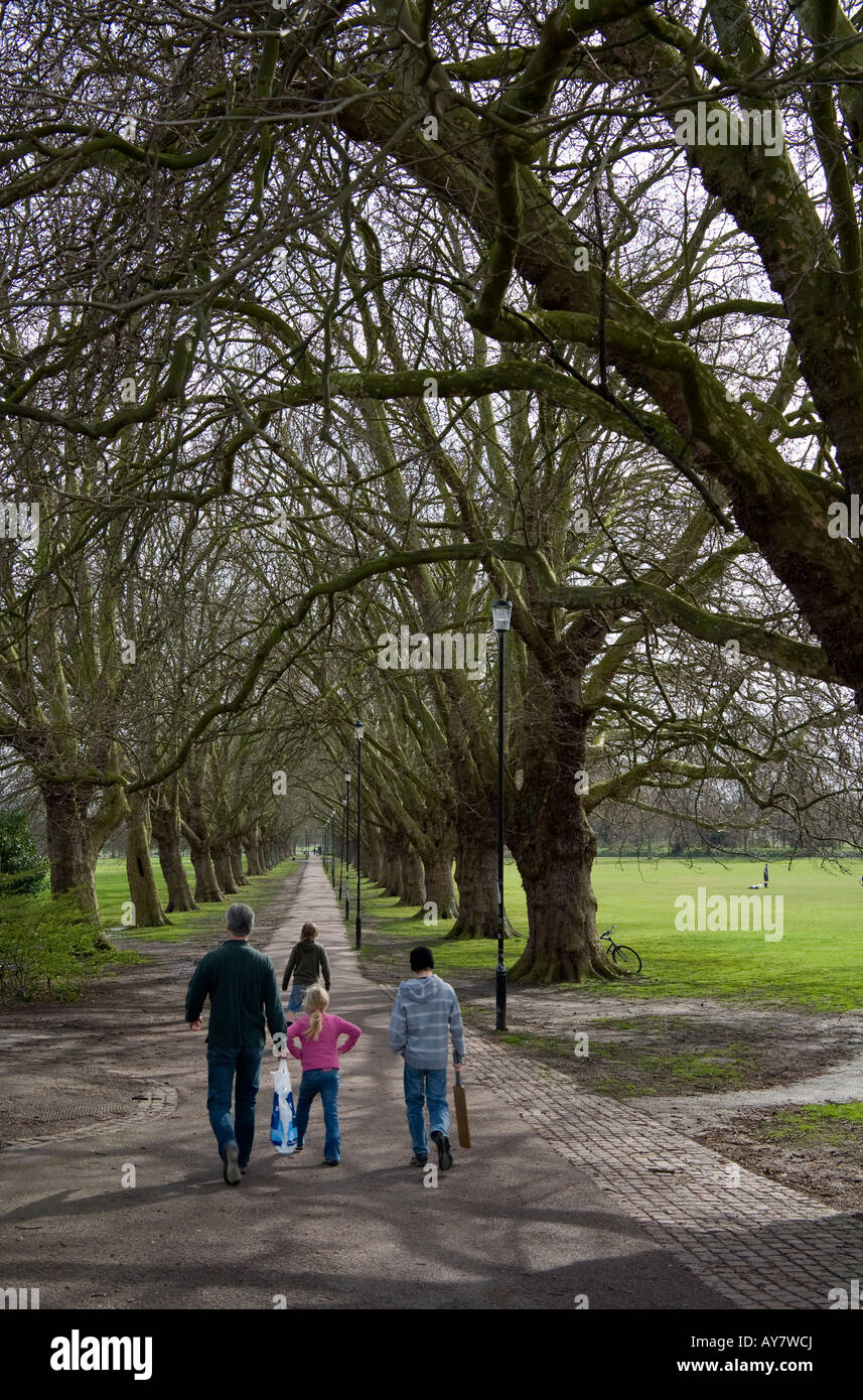 Persone che camminano giù viale di platani (Platanus x hispanica), Gesù verde, Cambridge. Foto Stock