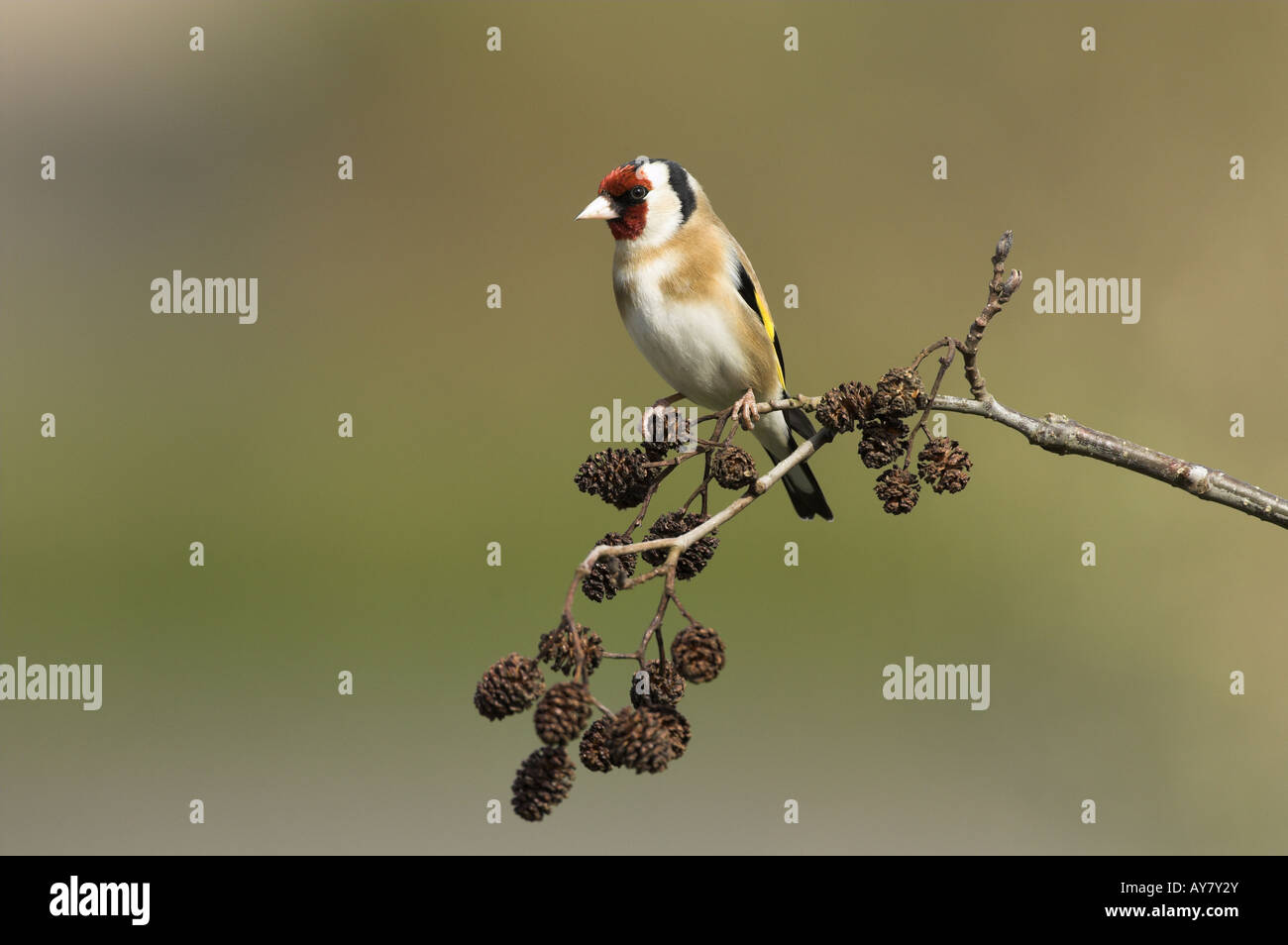 Cardellino Carduelis Carduelis arroccato su Alder NORFOLK REGNO UNITO Marzo Foto Stock