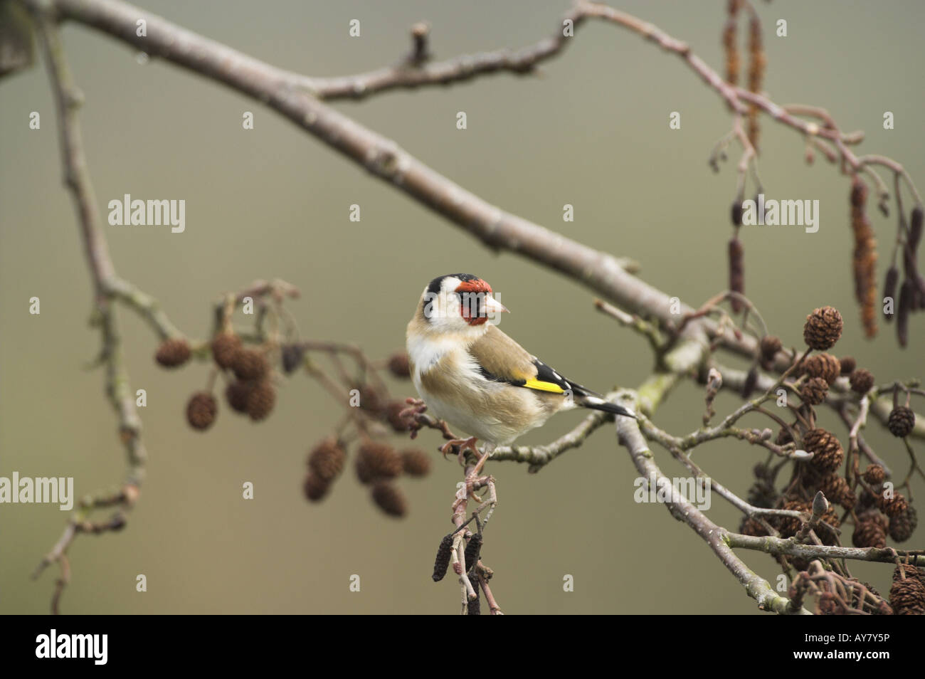 Cardellino Carduelis Carduelis arroccato su Alder NORFOLK REGNO UNITO Marzo Foto Stock