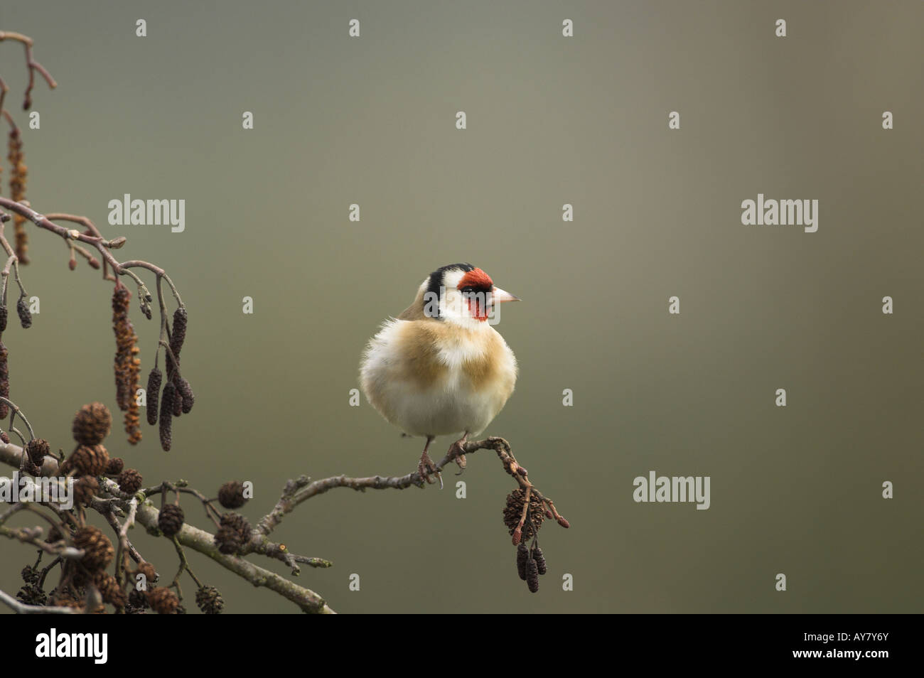 Cardellino Carduelis Carduelis arroccato su Alder NORFOLK REGNO UNITO Marzo Foto Stock