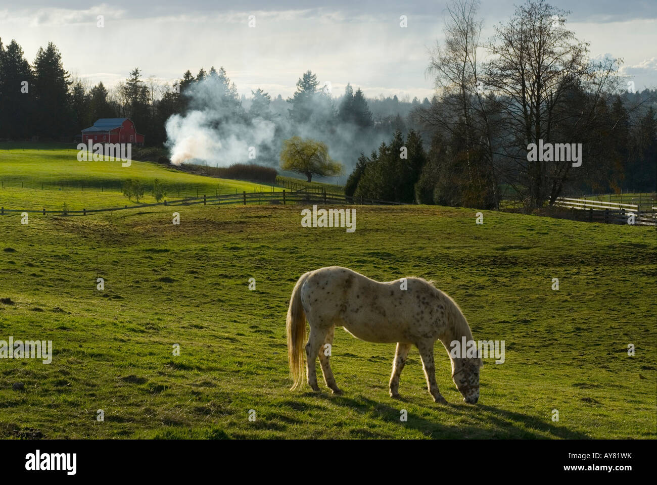 Cavallo al pascolo in un campo con un piccolo fuoco a distanza Foto Stock Cavallo al pascolo in un campo con un piccolo fuoco a distanza Foto Stock