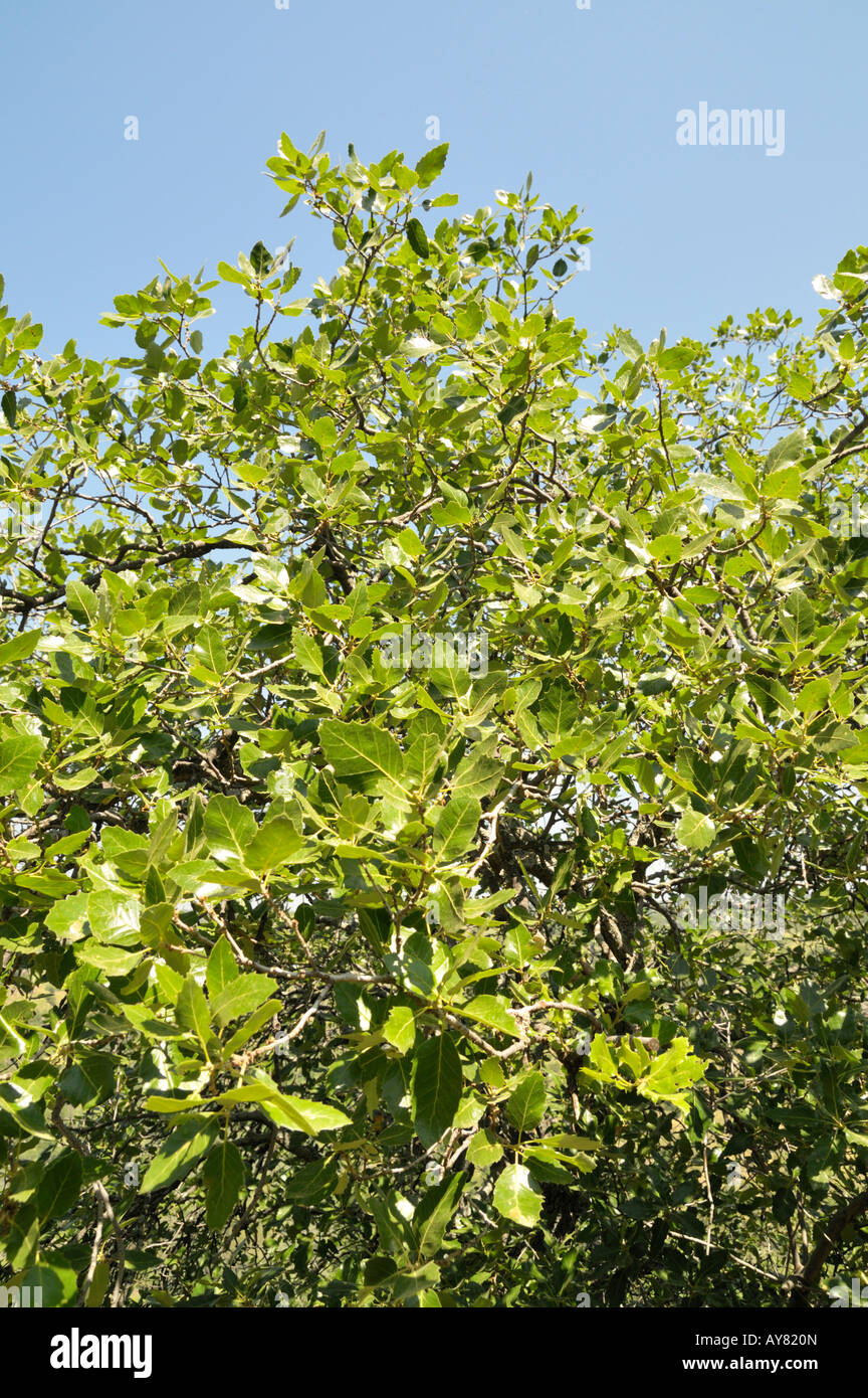 Israele Golan foresta Yehudiya Riserva Naturale Monte Tabor oak Quercus ithaburensis molla Aprile 2008 Foto Stock