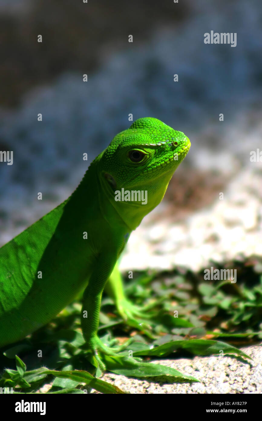 Selvatica piccola iguana verde (Iguana iguana) in Puerto Escondido, Messico Foto Stock