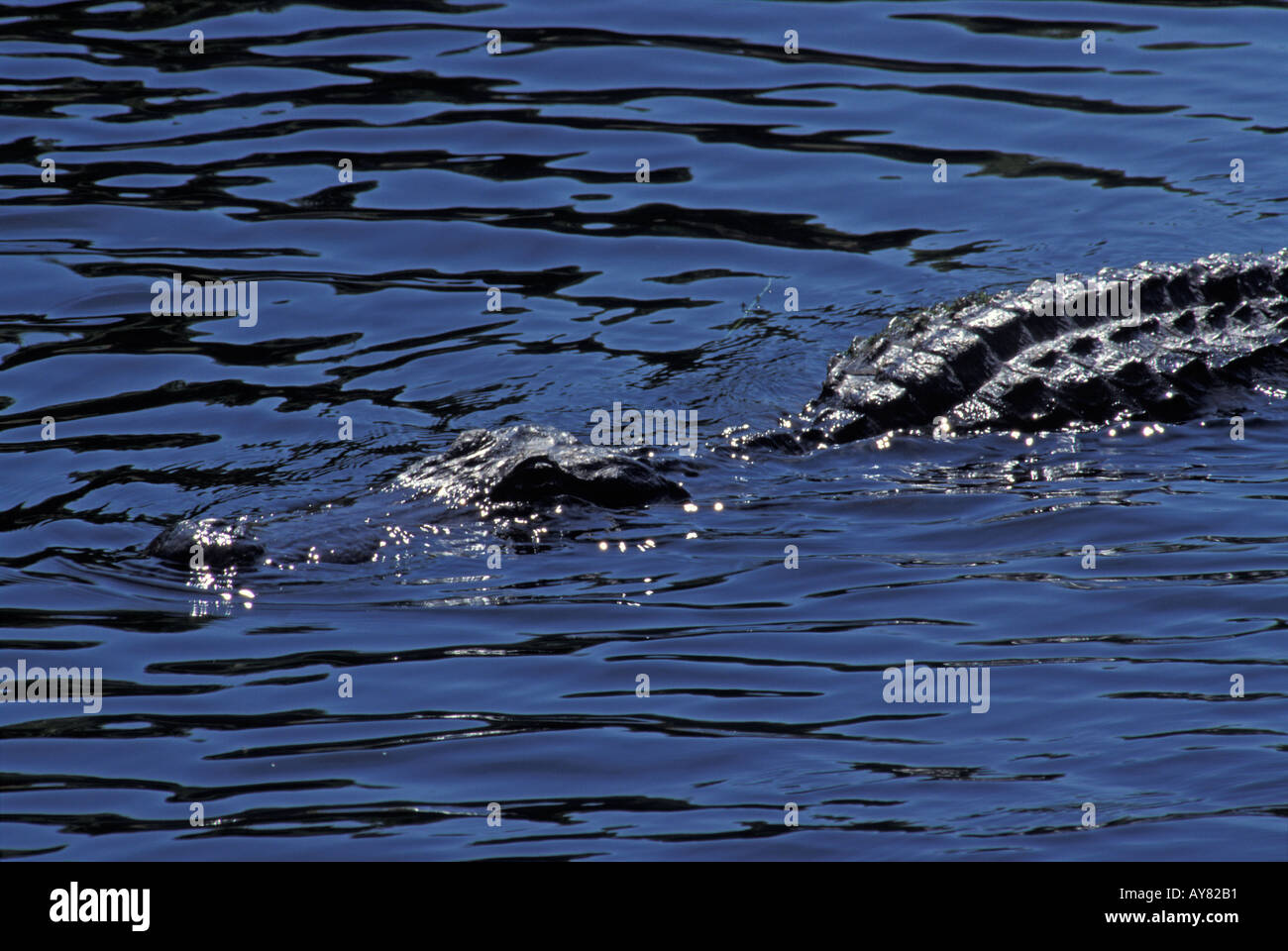 Nuoto alligator Alligator missisipiensis Florida USA Foto Stock