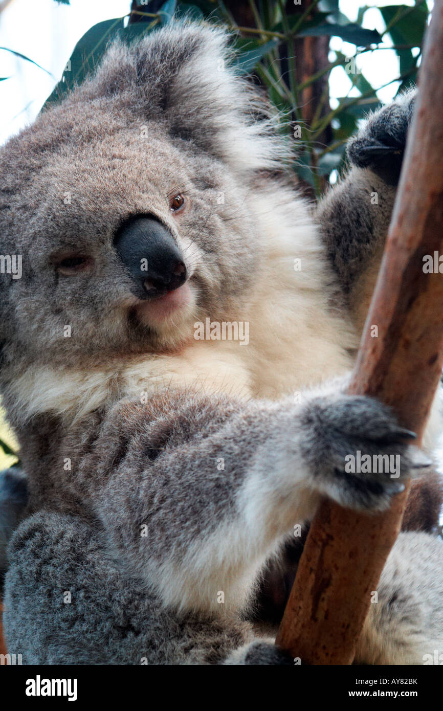 Koala australia Foto Stock