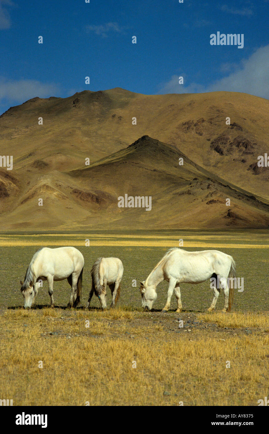 Il Tibetano allevamento di cavalli ,centrale zona di pascolo Foto Stock