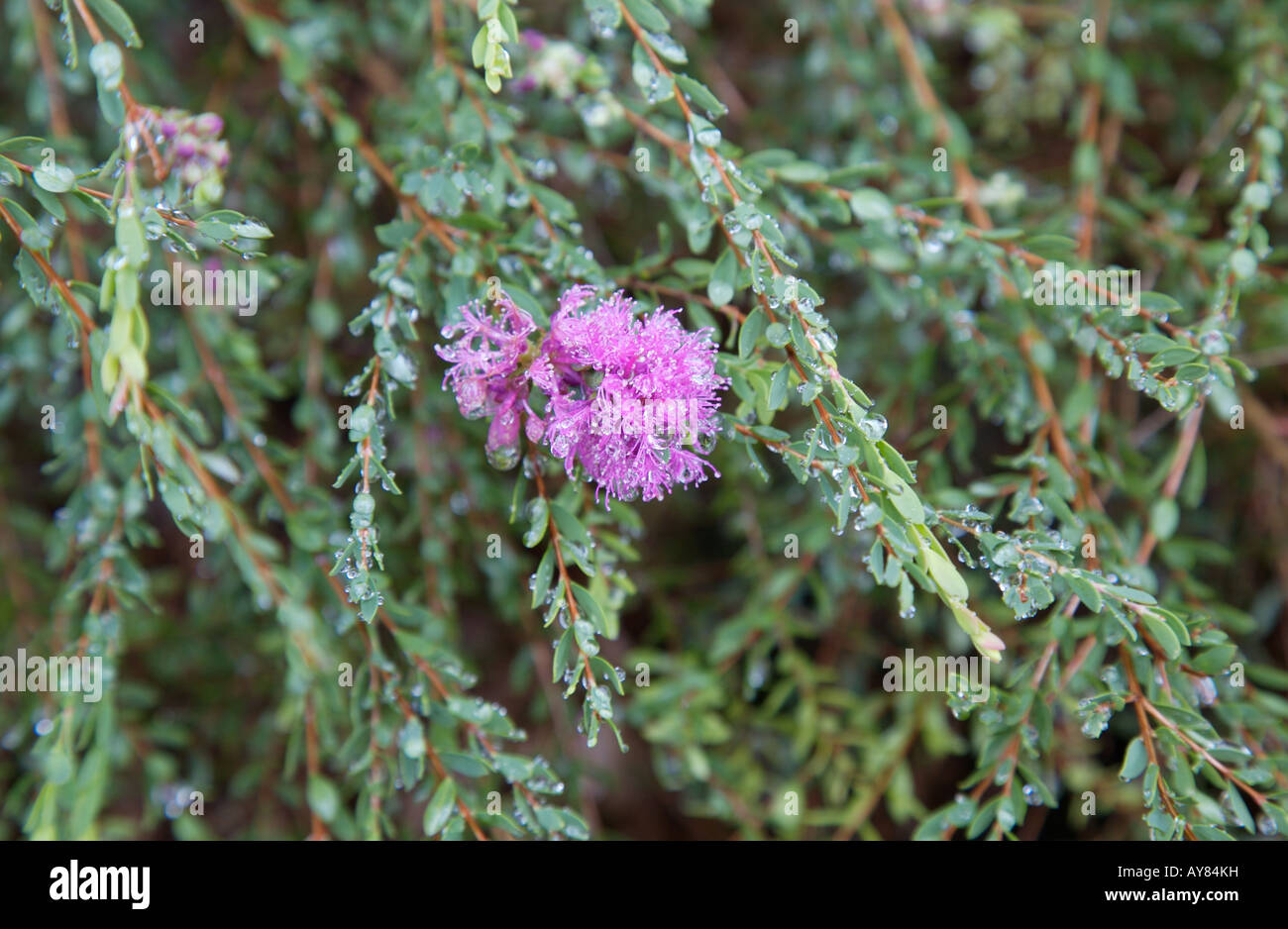 Melaleuca Thymifolia in fiore o comunemente chiamato Common miele mirto. Foto Stock