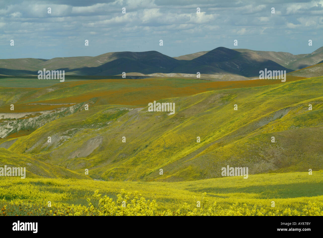 Sulla strada per Carrizo Plains durante la primavera - fiori di campo Foto Stock