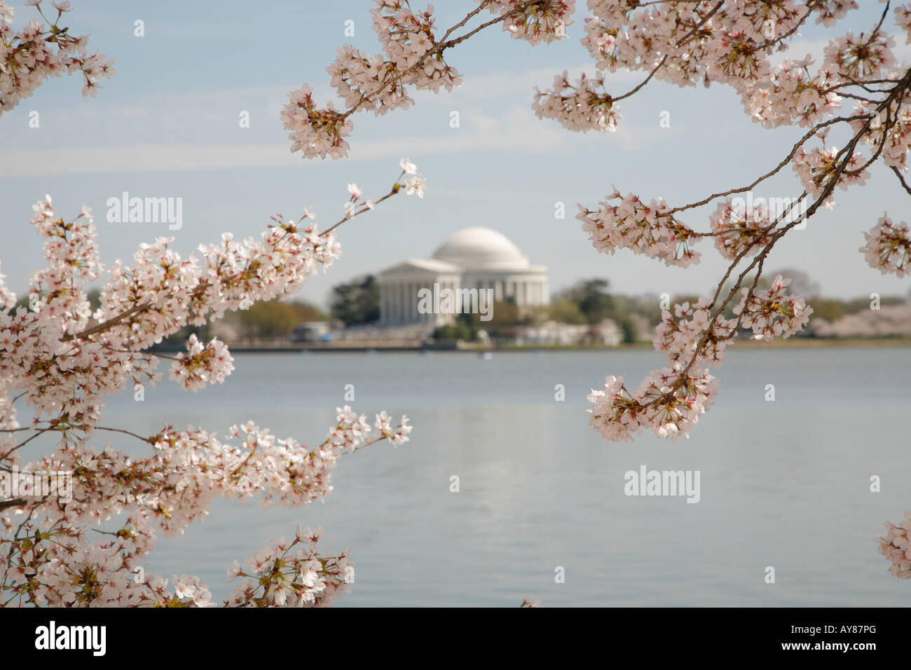 Fiori di Ciliegio, Thomas Jefferson Memorial e Tidal Basin, West Potomac Park, il centro commerciale Mall di Washington DC, Stati Uniti d'America Foto Stock
