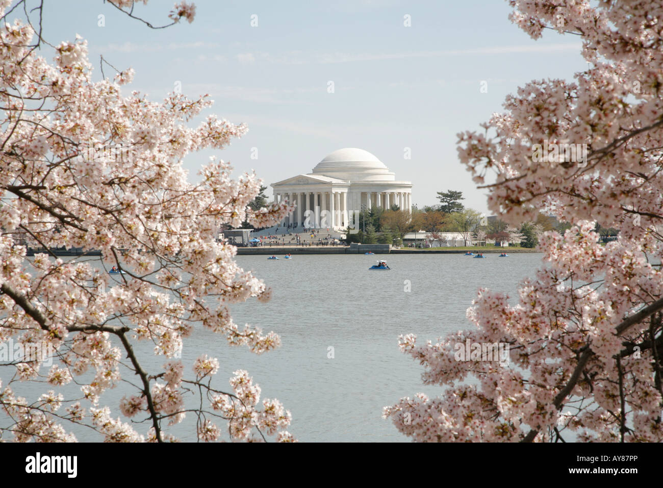 Fiori di Ciliegio, Thomas Jefferson Memorial e Tidal Basin, West Potomac Park, il centro commerciale Mall di Washington DC, Stati Uniti d'America Foto Stock