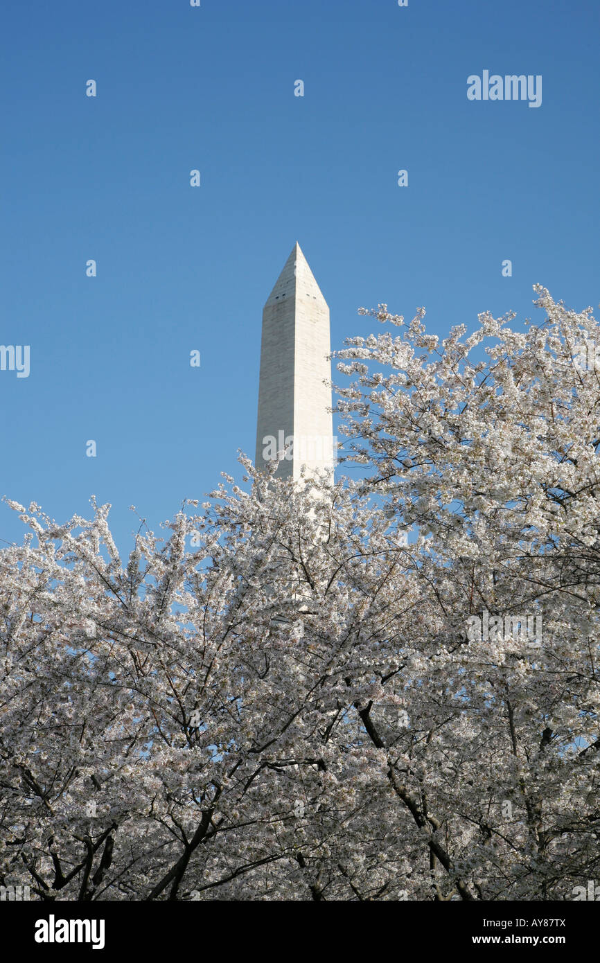 Fiori di Ciliegio, il Monumento a Washington, Washington DC, Stati Uniti d'America Foto Stock