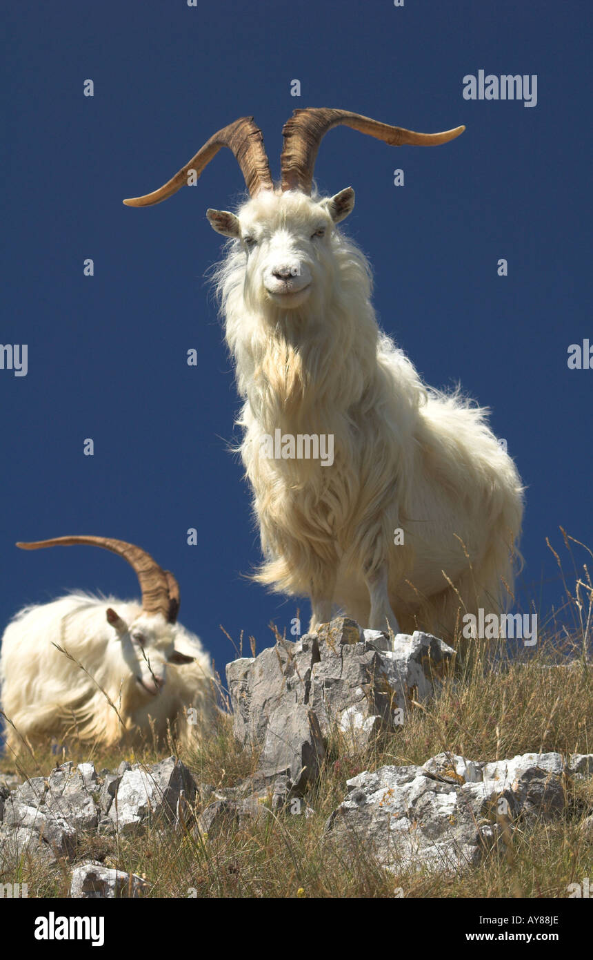 Capre kashmir sul Great Orme, Llandudno, il Galles del Nord. Foto Stock