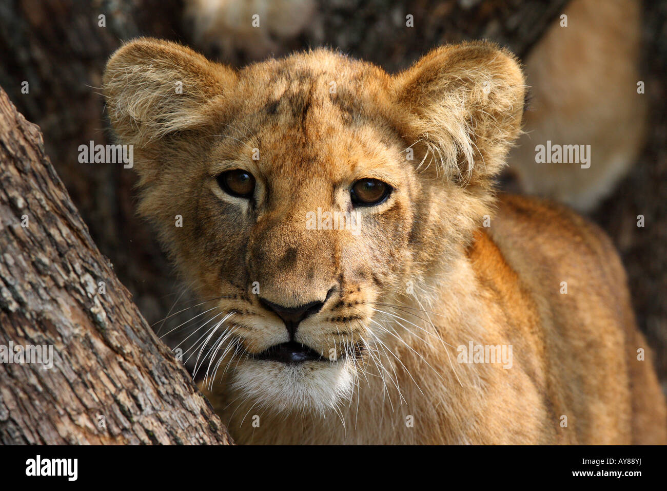 La faccia di un Lion cub di guardare direttamente la fotocamera Foto Stock