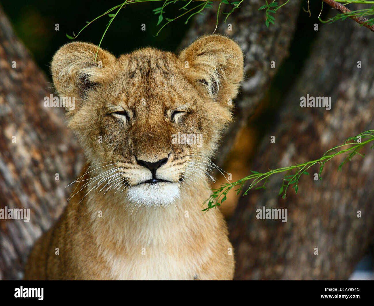 La faccia di un Lion cub guardando la telecamera con occhi assonnato Foto Stock