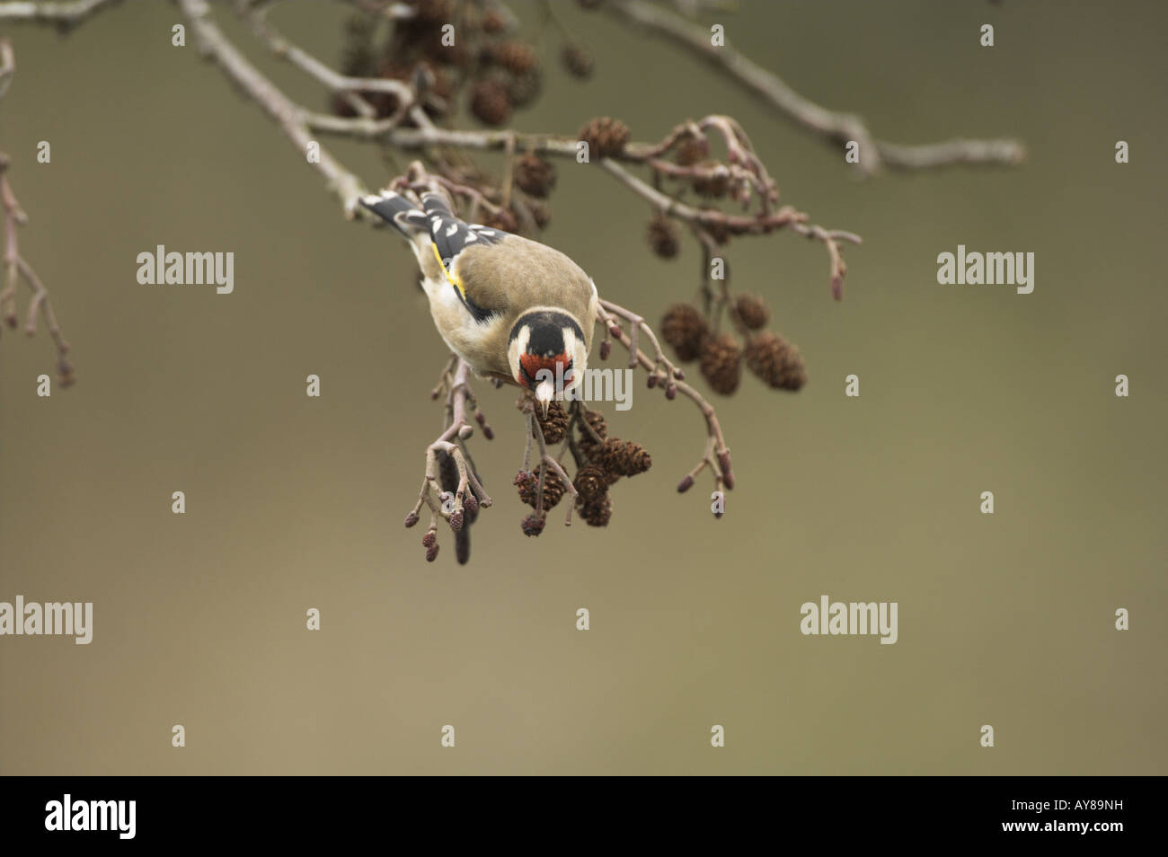Cardellino Carduelis Carduelis alimentazione su coni di ontano NORFOLK REGNO UNITO Marzo Foto Stock