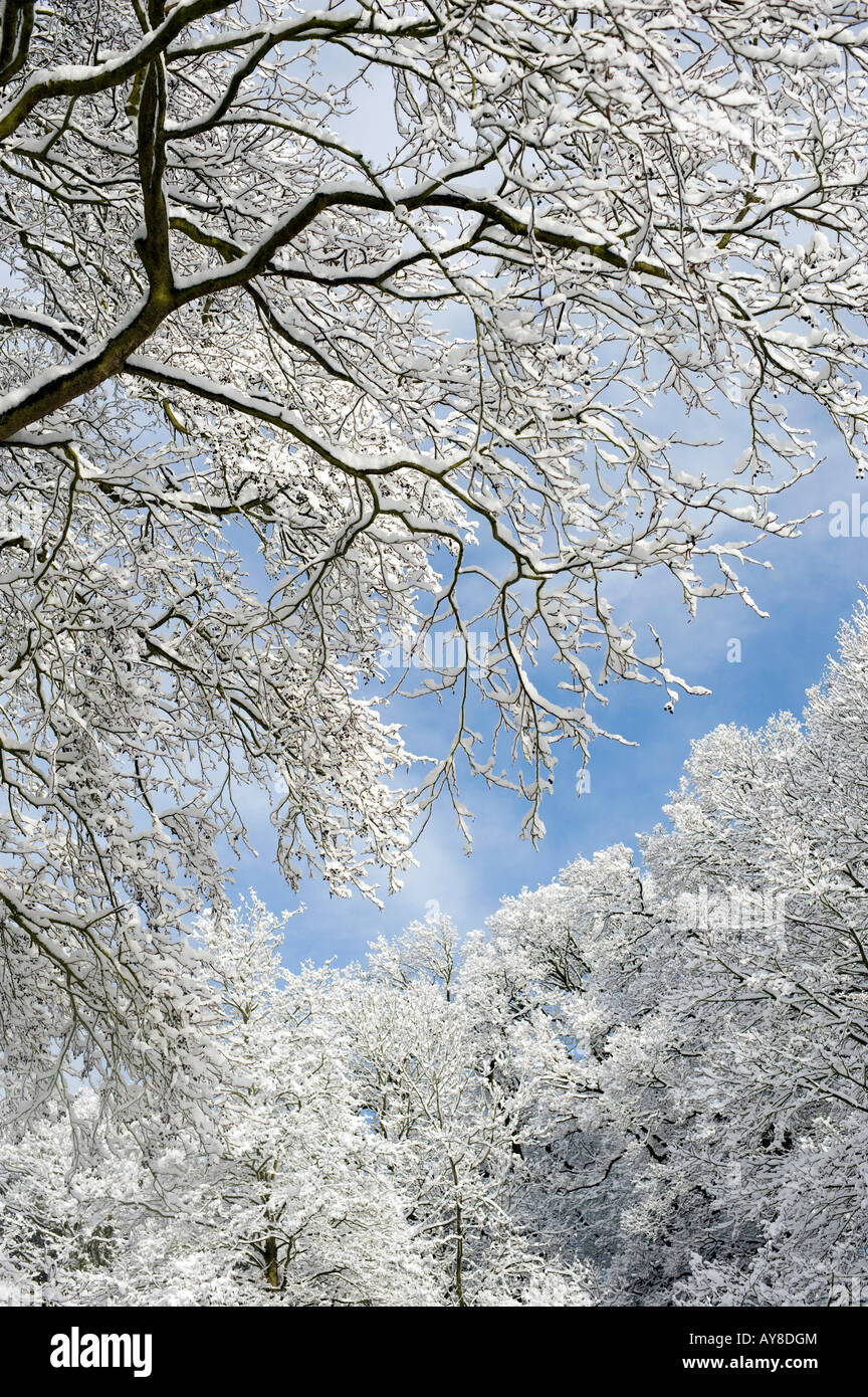 Rami di alberi coperti di neve in Oxfordshire campagna. Regno Unito Foto Stock