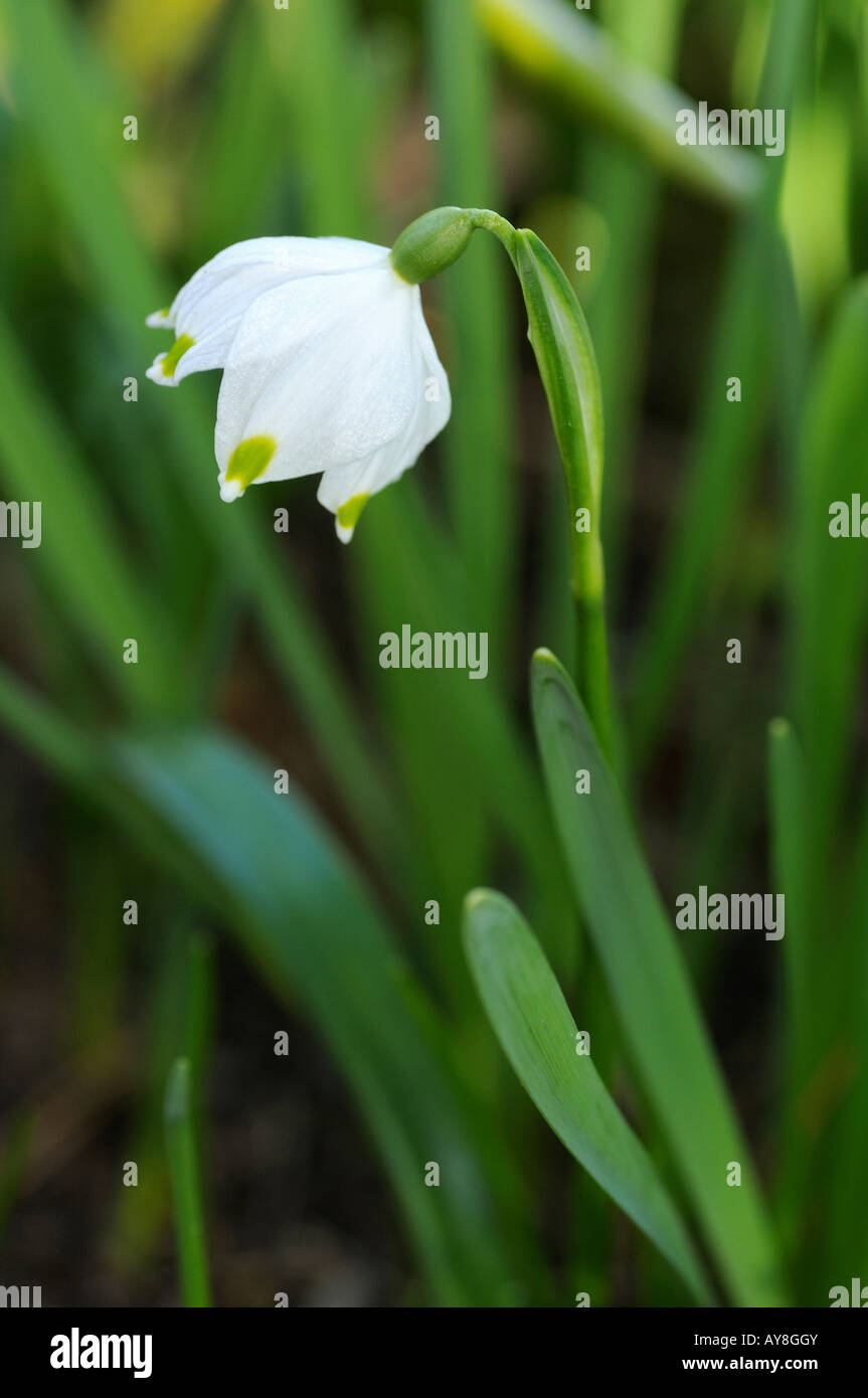 Fiocco di neve primaverile, Leucojum vernum, Svizzera Foto Stock