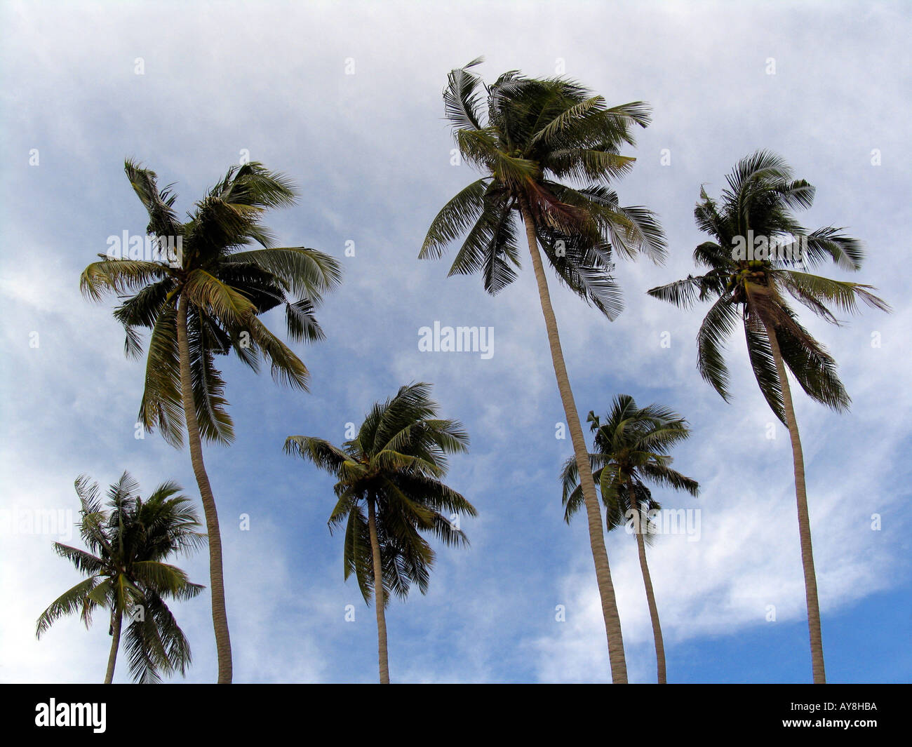 Sei alte palme nella brezza Ko Libong isola della Thailandia Foto Stock