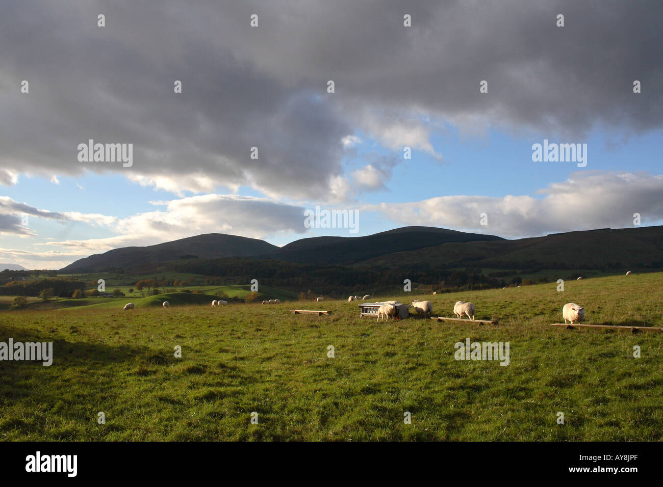 Pecora che pascola in Ochil Hills vicino a Dollar Scozia Scotland Foto Stock