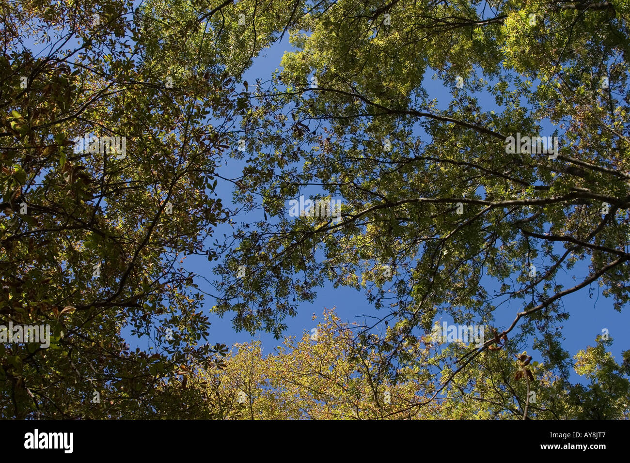 Foto di stock di verde treetops con deep blue sky shot in background in Bled Slovenia in ottobre 2006 Foto Stock