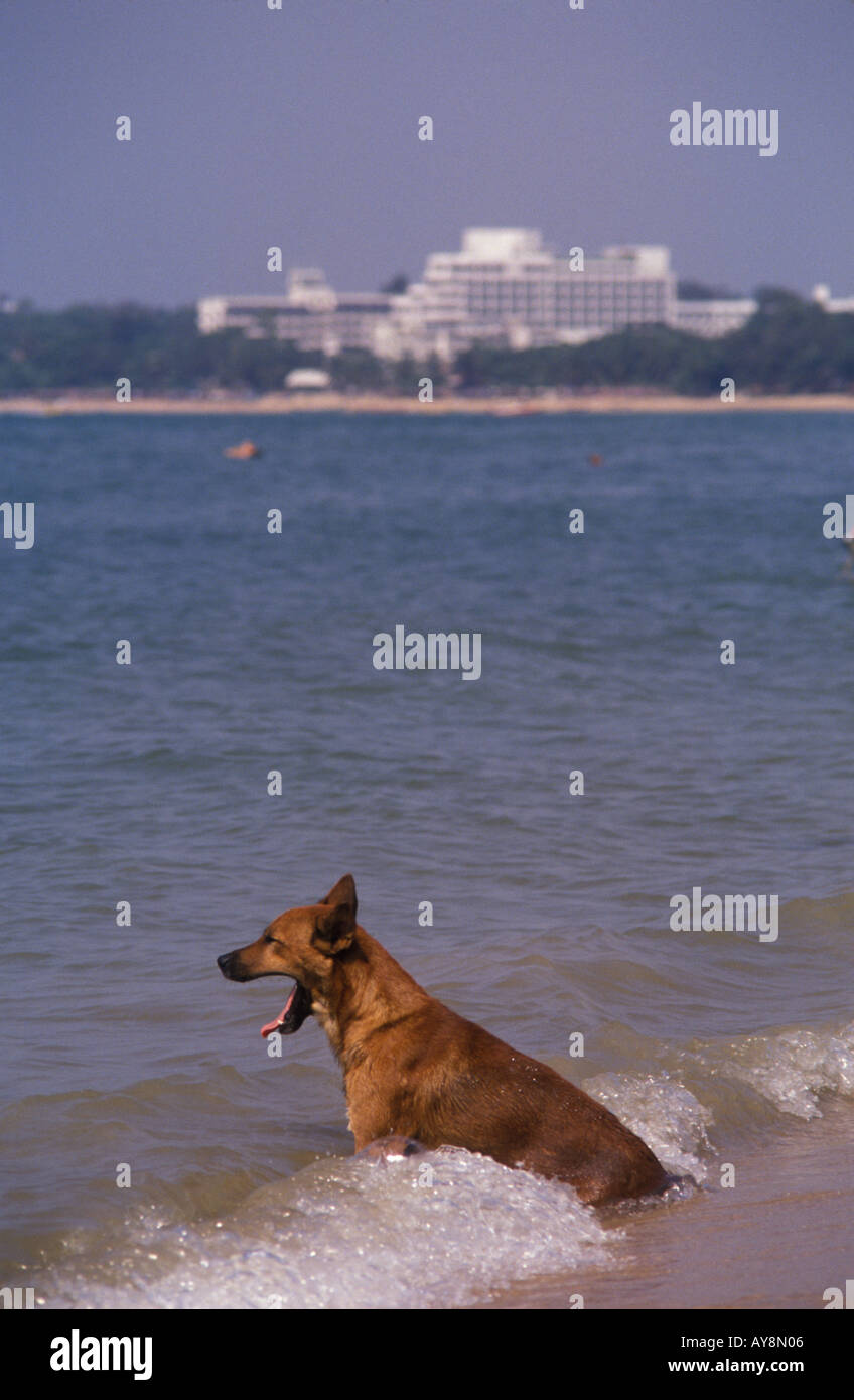 Un cane addomesticato raffredda in seduta onde spiaggia di Pattaya Thailandia del sud-est asiatico Foto Stock