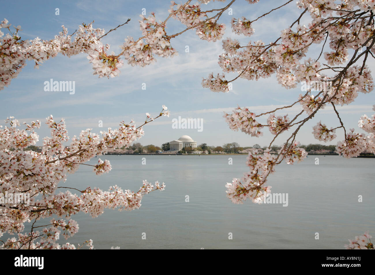 Fiori di Ciliegio, Thomas Jefferson Memorial e Tidal Basin, West Potomac Park, il centro commerciale Mall di Washington DC, Stati Uniti d'America Foto Stock