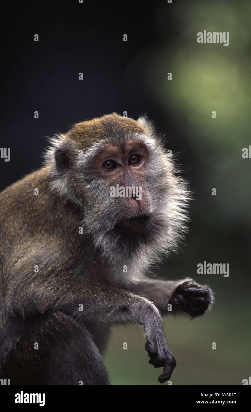 Scimmia macaco (Macaca fascicularis) in Bako NP Sarawak. Foto Stock