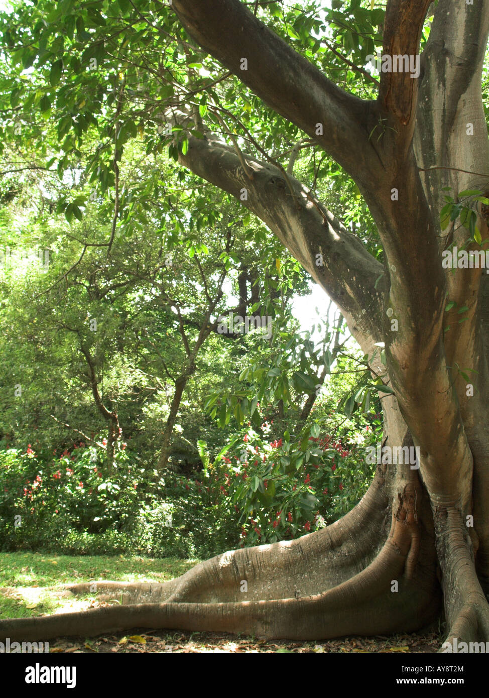 Bo tree (Ficus religiosa L.) l'albero sacro dell India Foto Stock