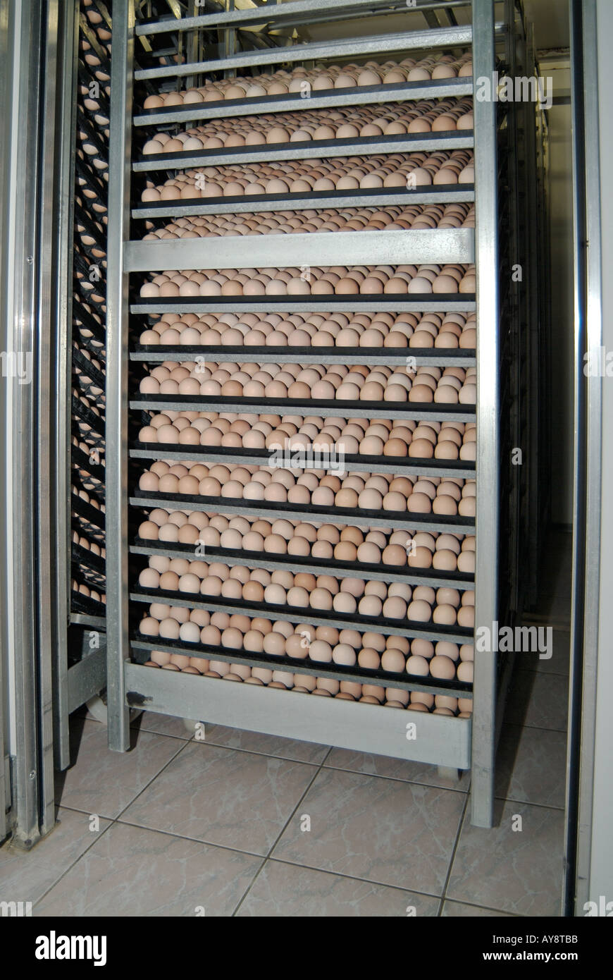 Incubatrice per uova in incubatrice commerciale azienda agricola di pollame  Foto stock - Alamy