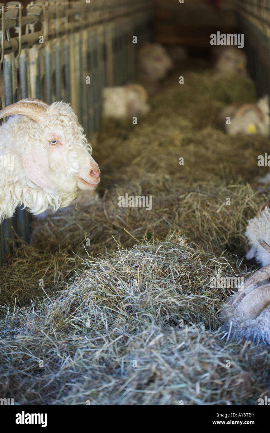 Capre Angora nel fienile Foto Stock