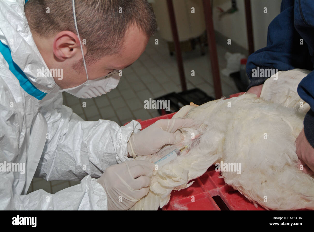 Ministero dell'agricoltura Vet prendendo un campione di sangue di un pollo di Cobb di test per H5N1 influenza aviaria virus Foto Stock