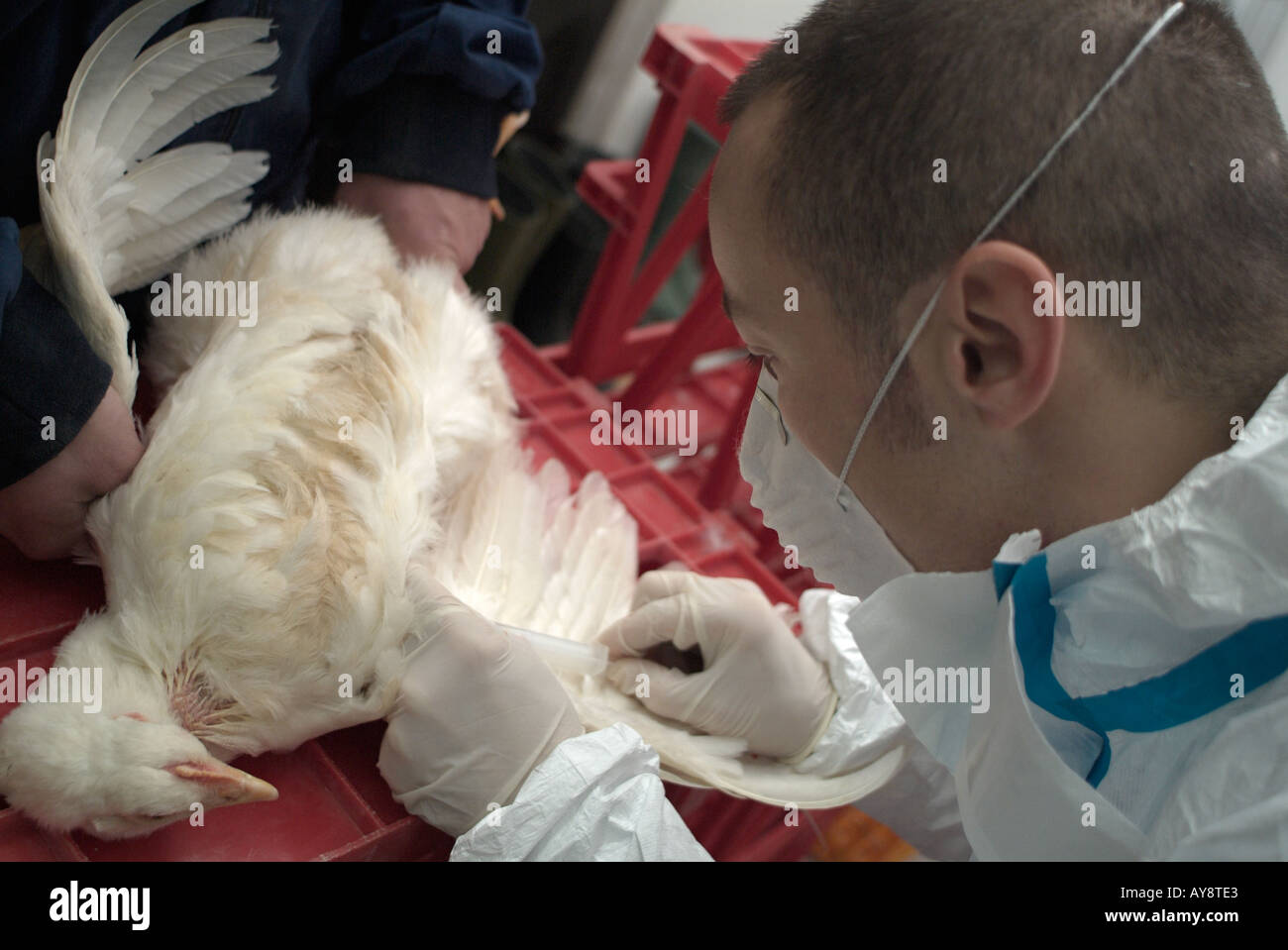 Vet prendendo un campione di sangue di un pollo di Cobb di test per H5N1 influenza aviaria virus Foto Stock
