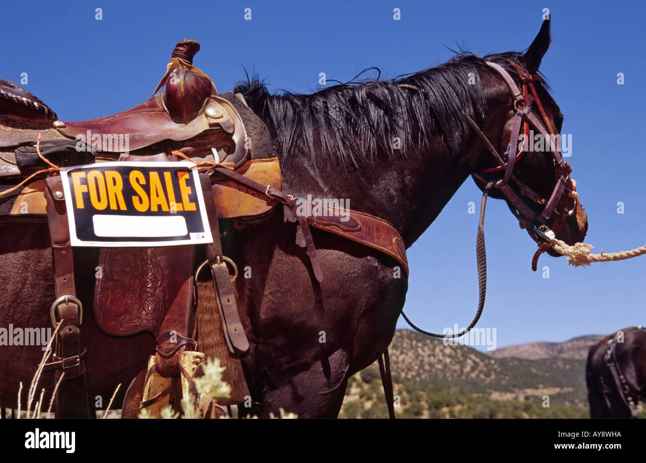 La sella del cavallo o entrambi? Non si sa mai che cosa mostrerà fino al minatore della giornata, nella città fantasma di White Oaks, Nuovo Messico. Foto Stock