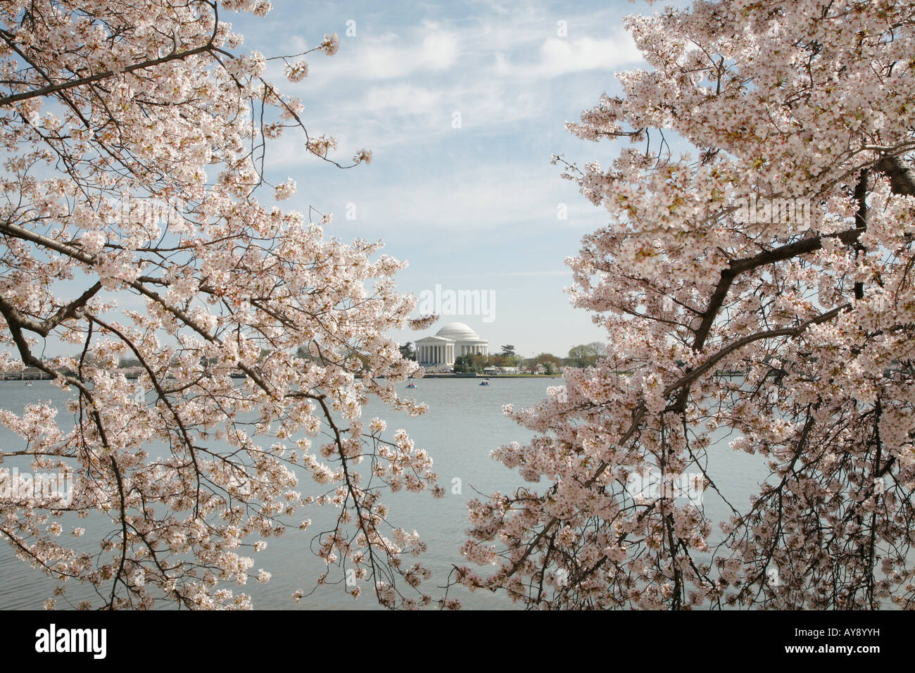 Fiori di Ciliegio, Thomas Jefferson Memorial e Tidal Basin, West Potomac Park, il centro commerciale Mall di Washington DC, Stati Uniti d'America Foto Stock