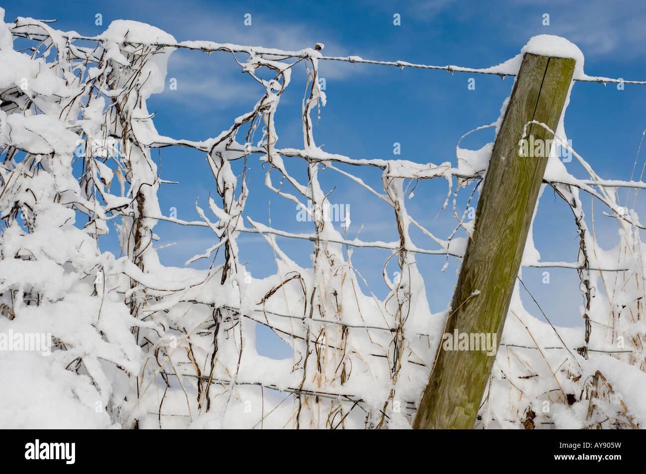 Coperta di neve del filo spinato, fogliame e post in Oxfordshire campagna. Regno Unito Foto Stock