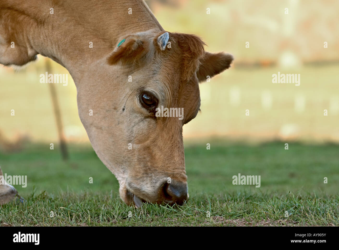 Mucca mangiando il bel verde erba nel campo Foto Stock