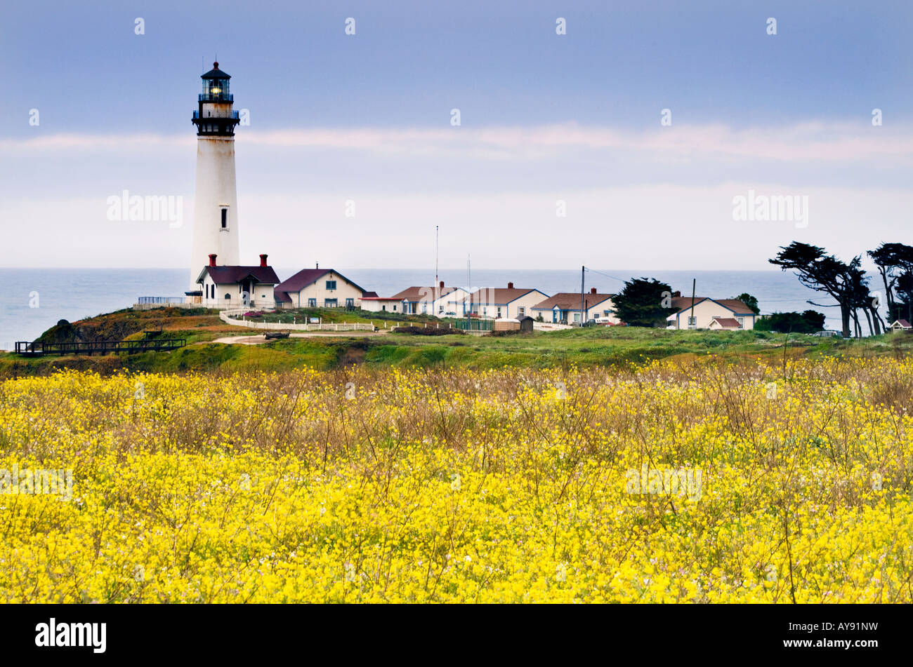 Pigeon Point Lighthouse lungo la California s San Mateo litorale con giallo senape in primo piano Foto Stock