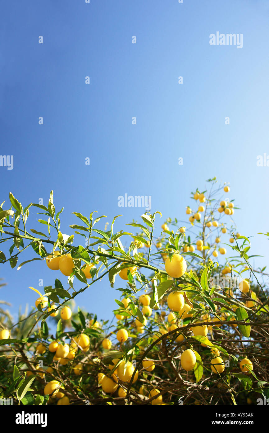 I limoni crescono su albero Foto Stock