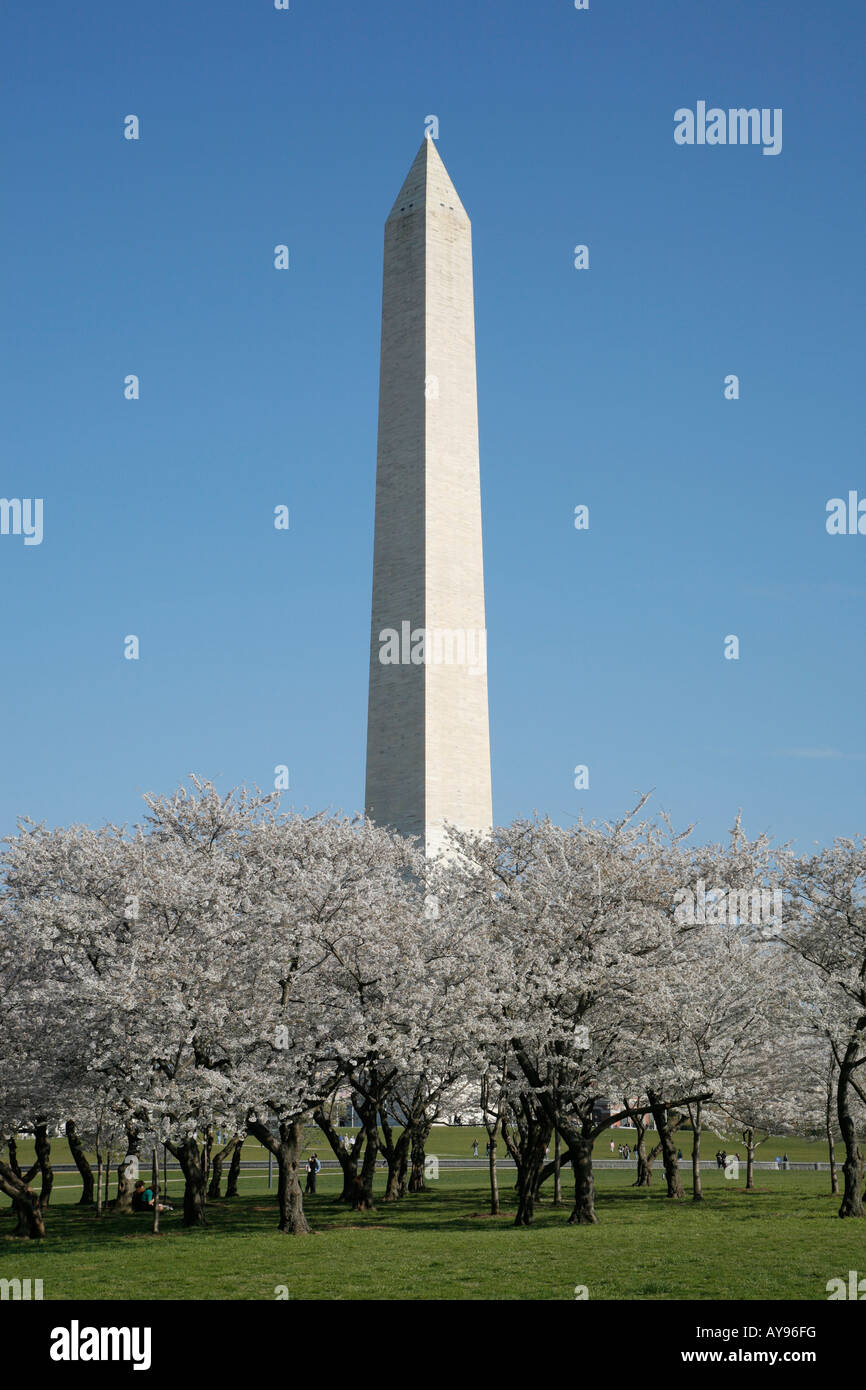 Fiori di Ciliegio, il Monumento a Washington, Washington DC, Stati Uniti d'America Foto Stock
