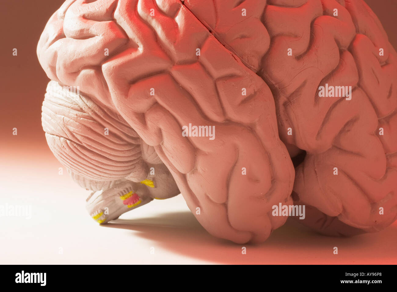 Campione di anatomia del cervello umano Foto Stock