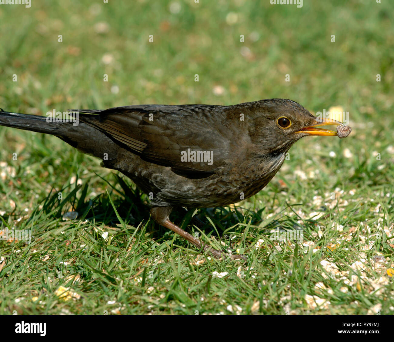 Gallina femmina blackbird alimentazione su alimenti per uccelli su un giardino prato in primavera Foto Stock