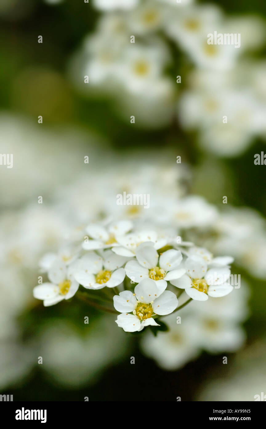 Achilia fiore bianco generale Yarrow Foto Stock