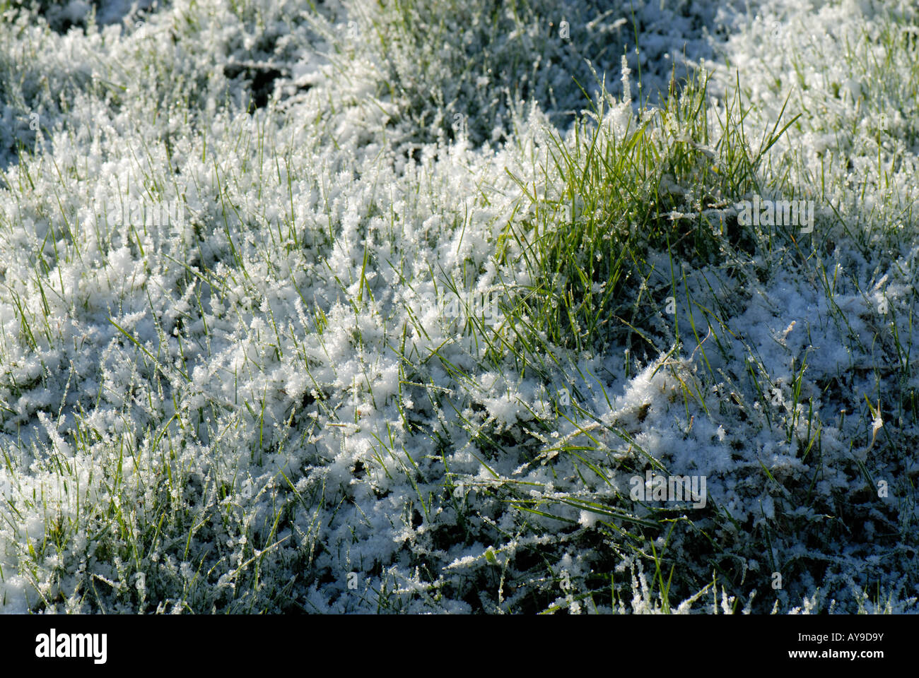 La mattina presto il sole su una leggera copertura di neve sul pascolo di erba in primavera Foto Stock