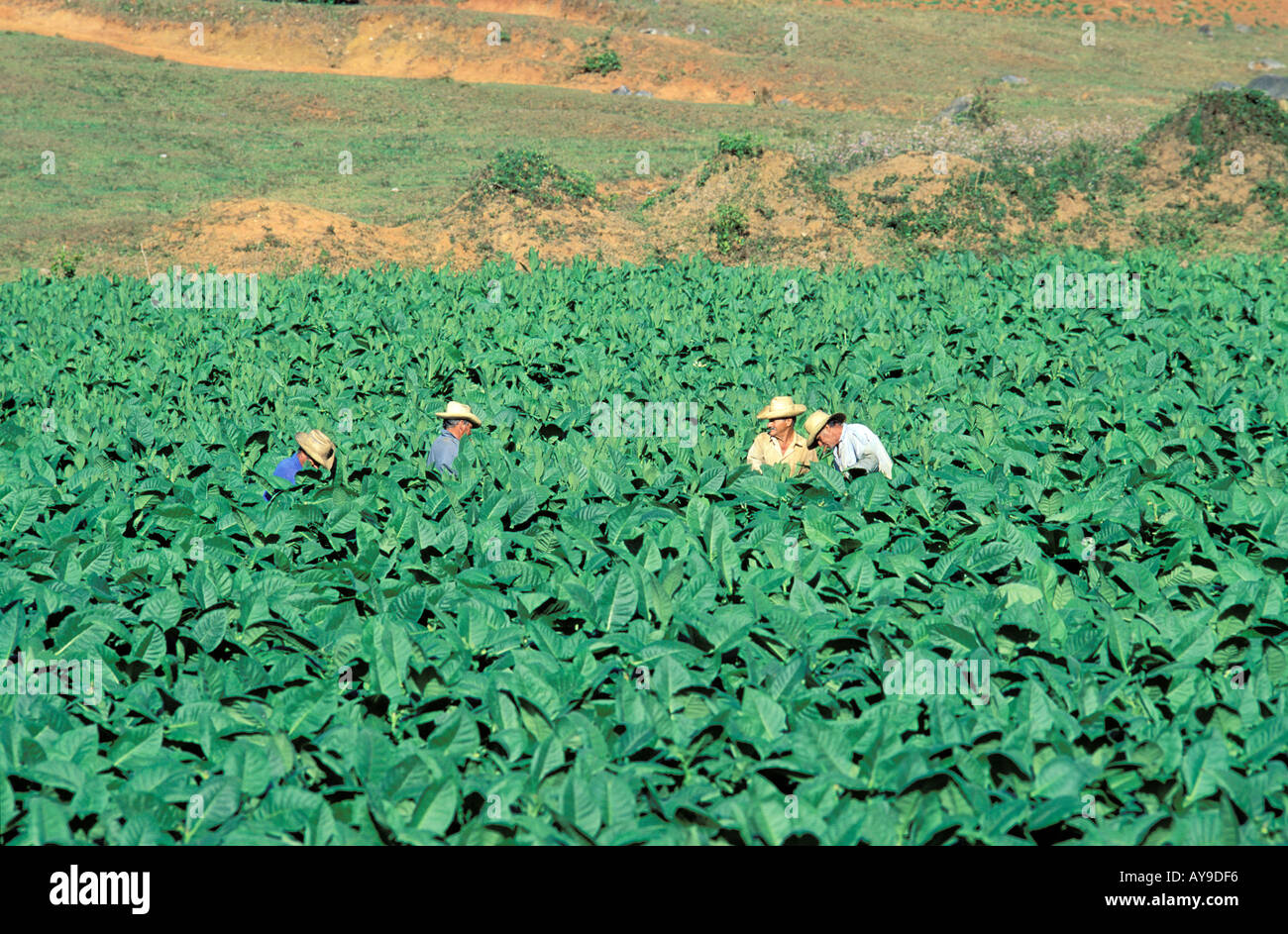 La coltivazione di tabacco Valle di Vinales regione di Pinar del Rio Cuba America Centrale Foto Stock