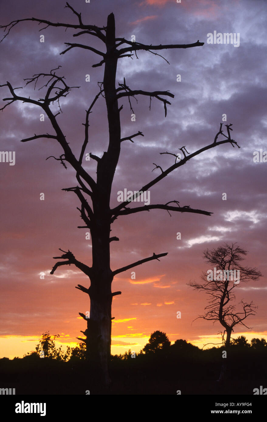 Albero morto al tramonto Foto Stock